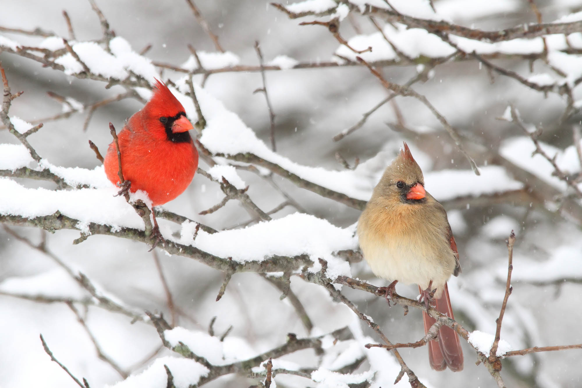 Cardinals rest on snowy branches in Bernardsville, New Jersey; Credit: Chris Neff

