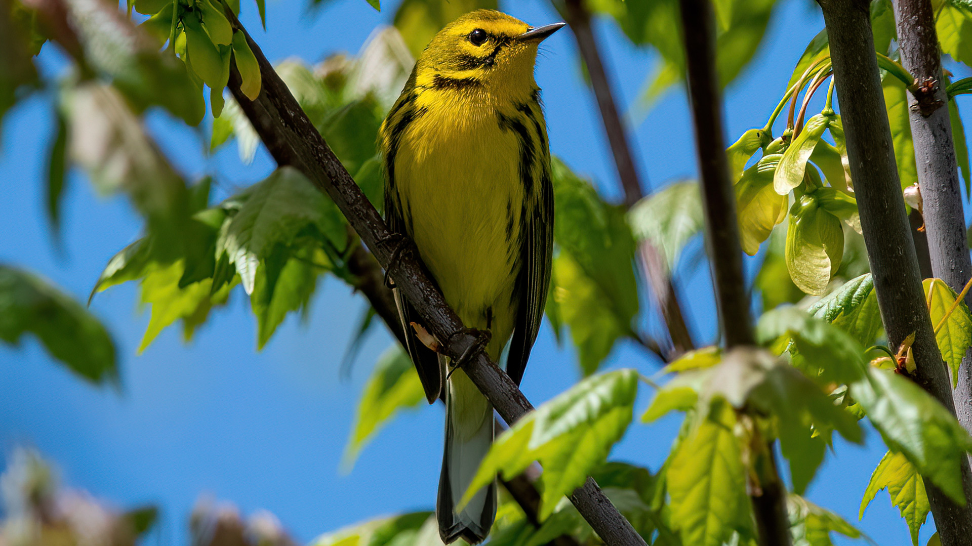 Prairie warbler in Scherman Hoffman Wildlife Sanctuary in Bernardsville, New Jersey; Credit: Chris Neff