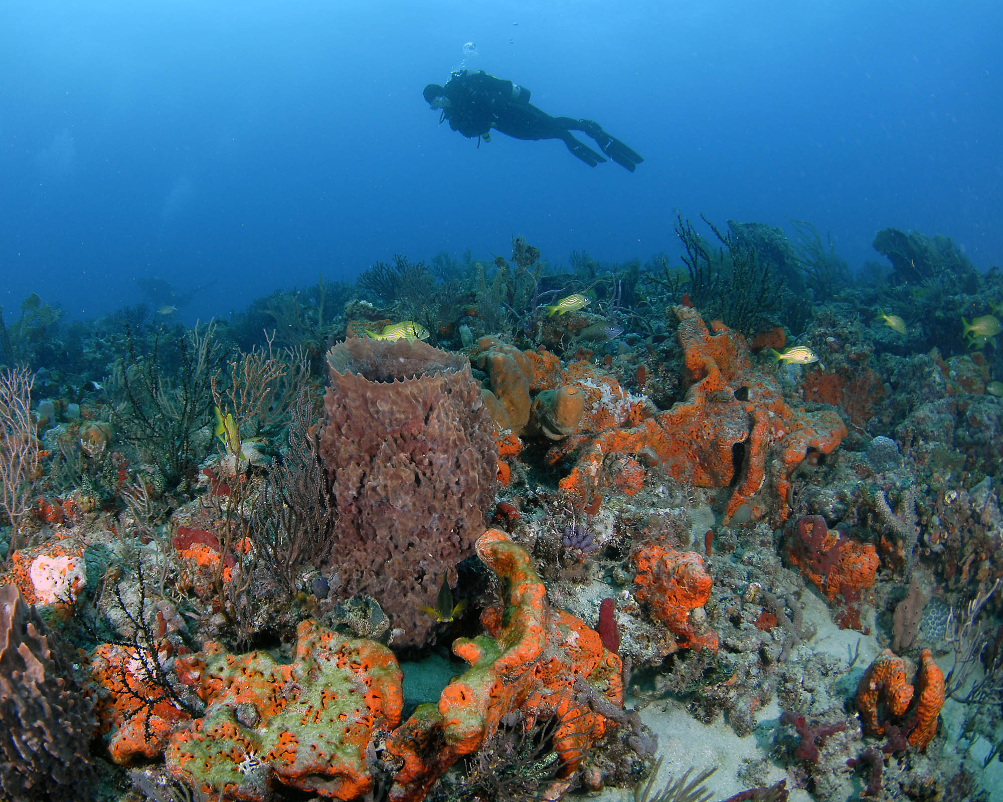 Snorkeling off the shores of Fort Lauderdale, Florida; Credit: Greater Fort Lauderdale Convention & Visitors Bureau