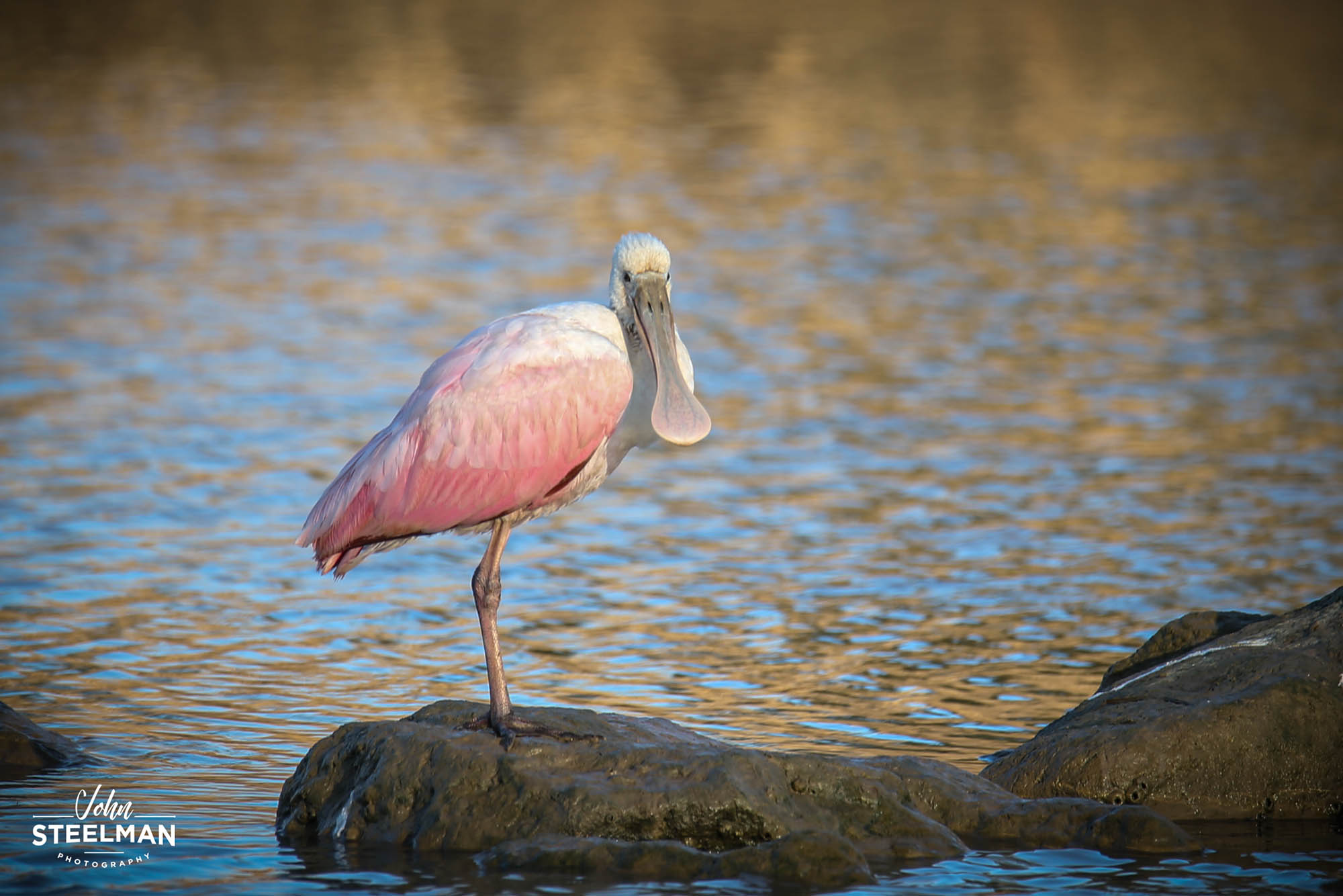 Roseate spoonbill on Clear Lake in League City, Texas; Credit: John Steelman