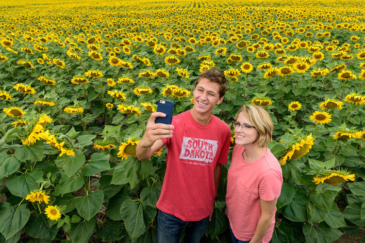 Sunflower field near Eagle Butte, South Dakota; Credit: Chad Coppess
