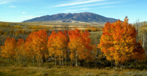 View of Elk Mountain framed by fall foliage in Carbon County, Wyoming