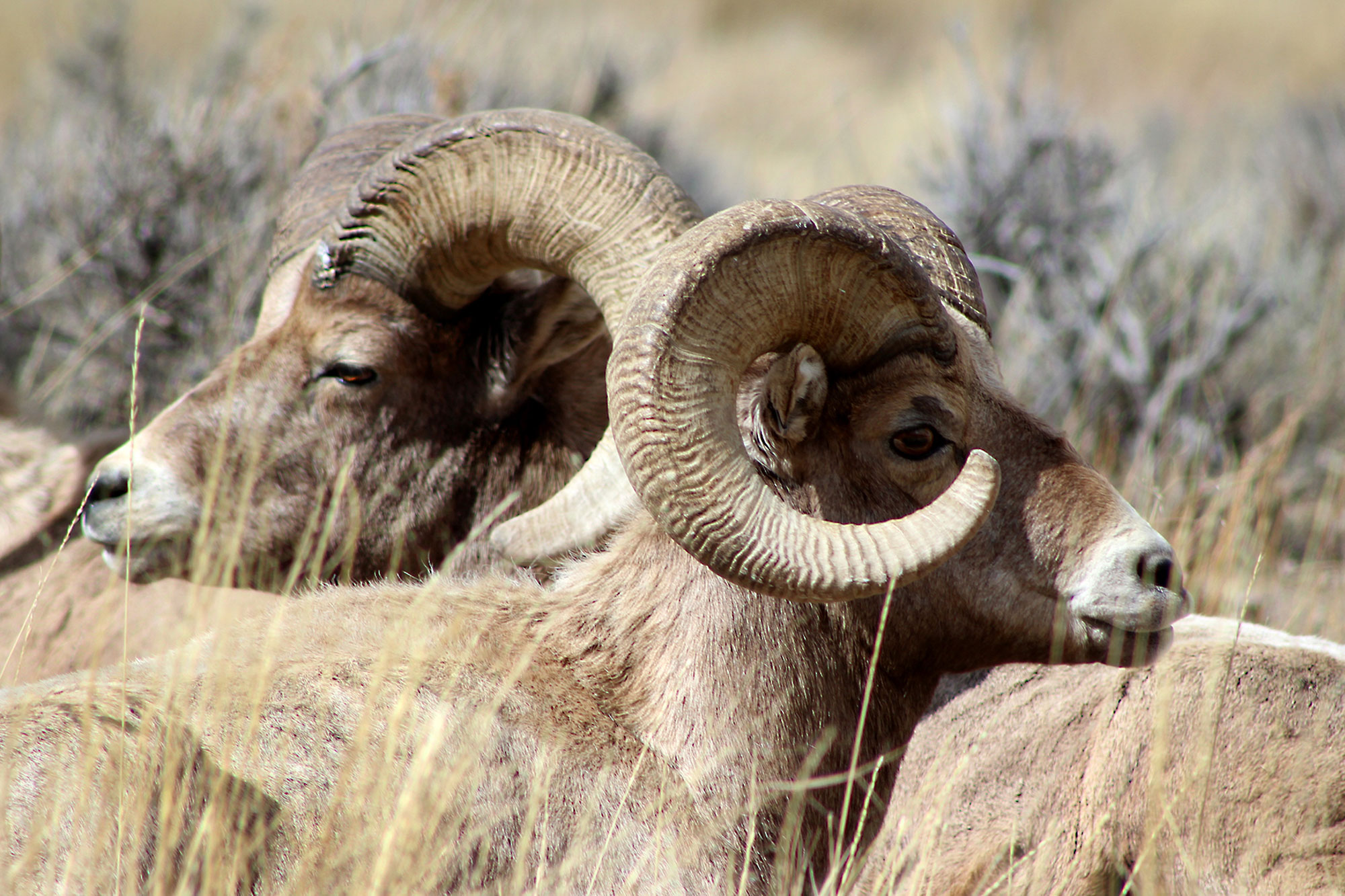 Bighorn sheep near Dubois, Wyoming; Credit: Darien Thacker