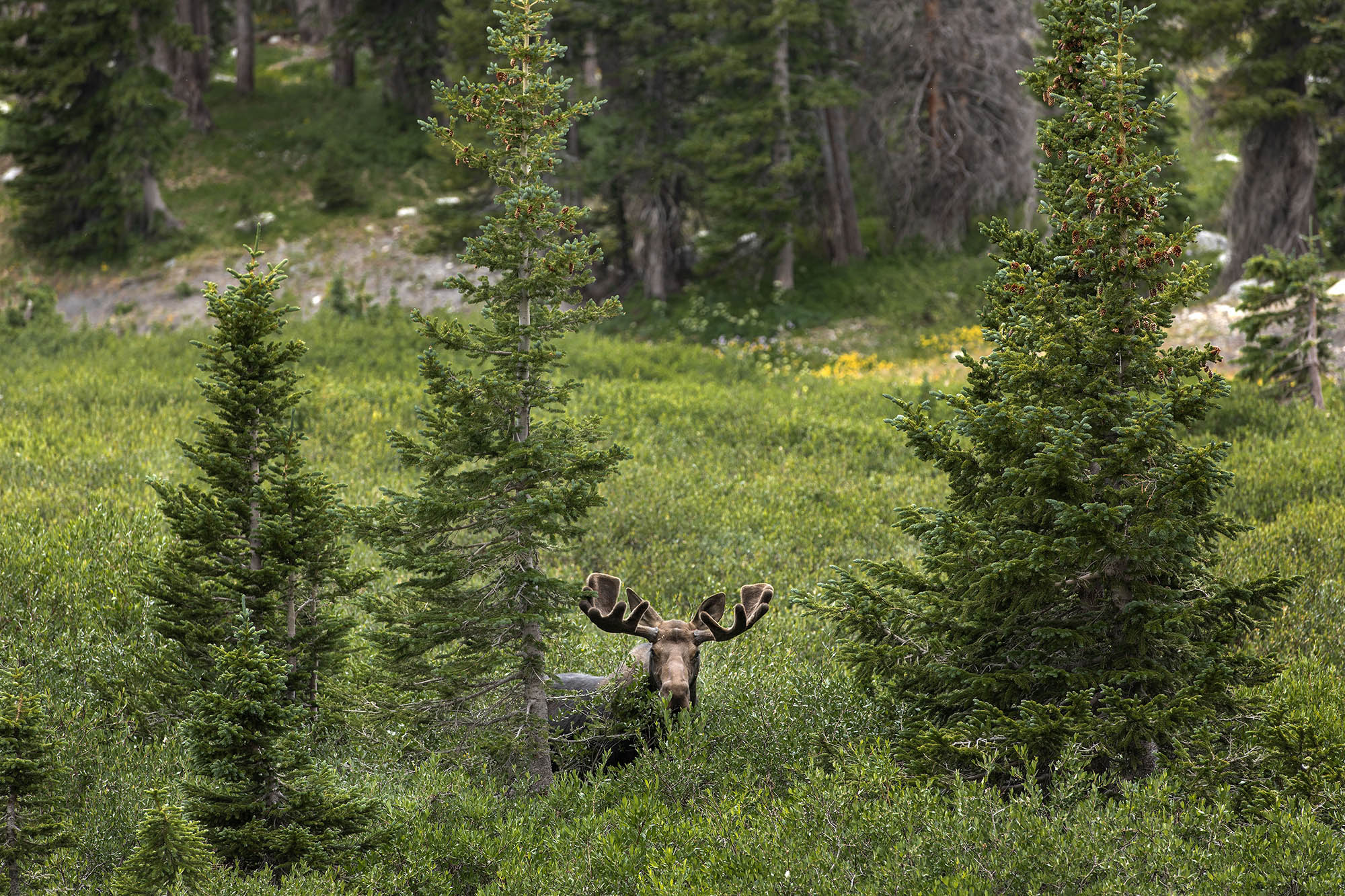 Moose in Laramie, Wyoming; Credit: Brian Harrington