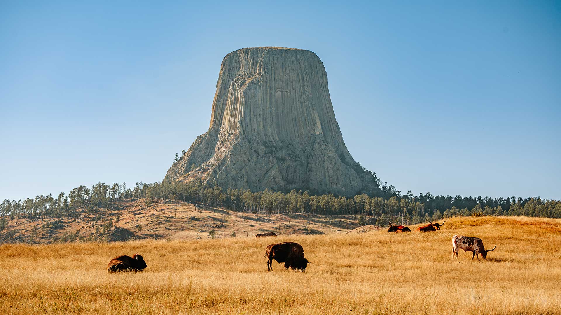 Bison and longhorns in the foreground prairie at Devils Tower National Monument in Devils Tower Country, Wyoming