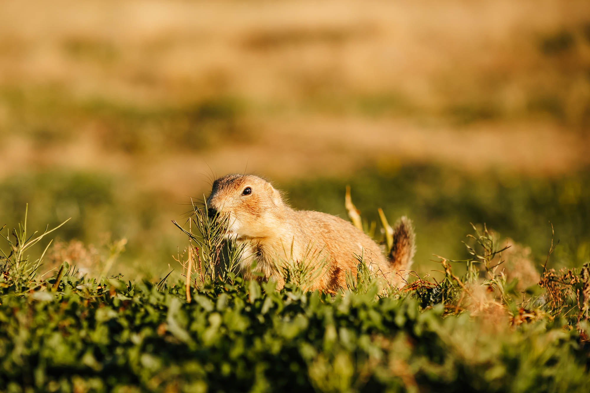 A prairie dog outside Devils Tower National Monument in Wyoming