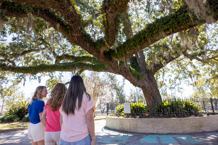 “Old Sentry” oak tree in Panama City, Florida