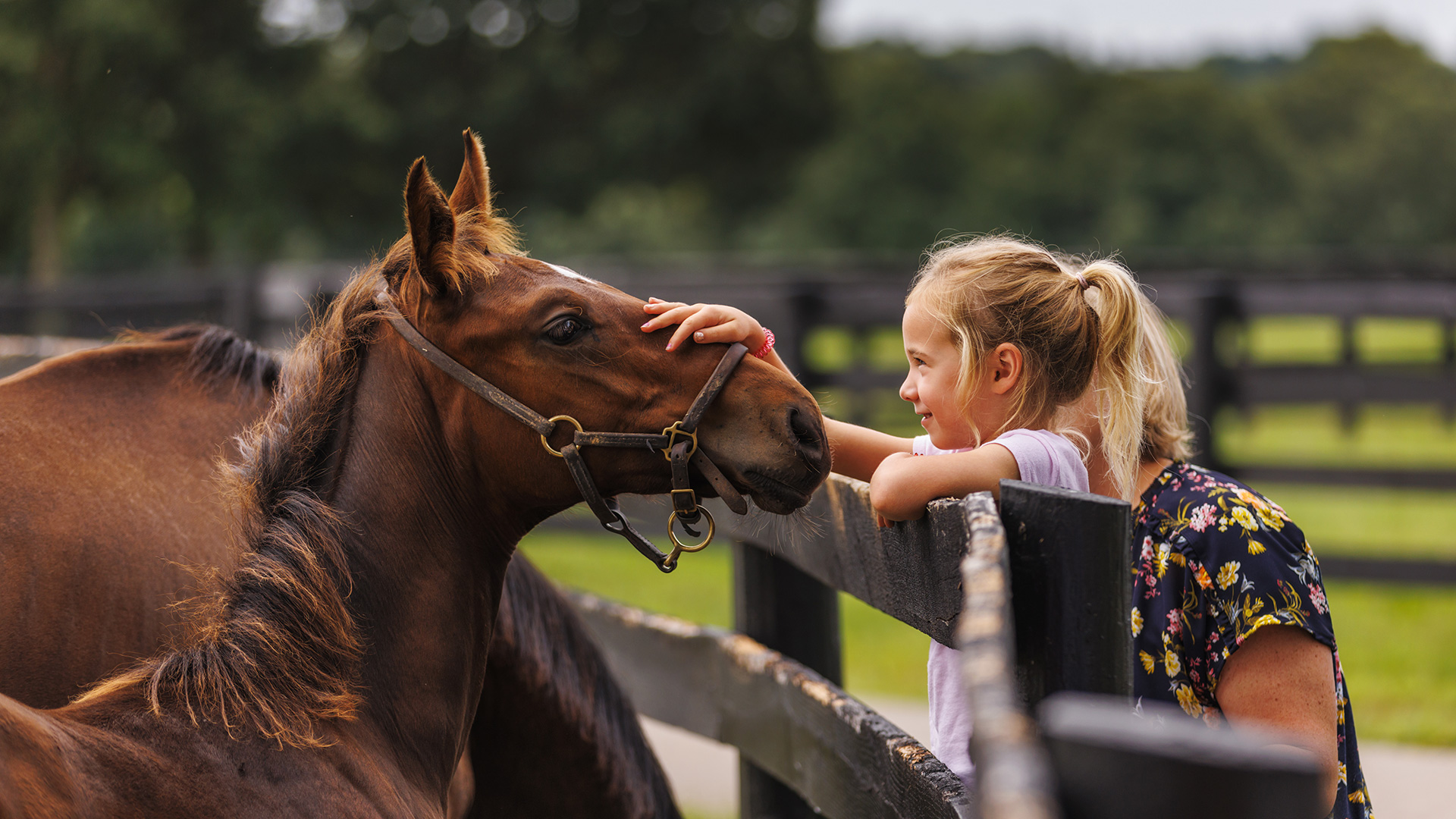 Horse-farm tour in Lexington, Kentucky; Credit: Richie Wireman