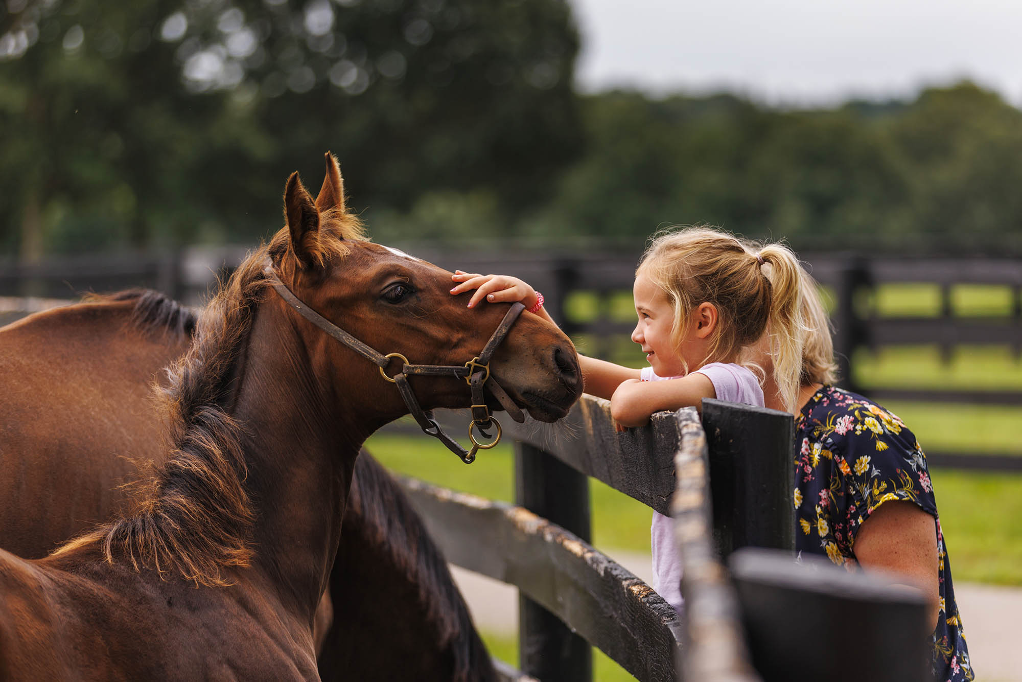 Horse-farm tour in Lexington, Kentucky; Credit: Richie Wireman