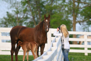 Photographing a mare and foal at a Shelby, Kentucky, farm