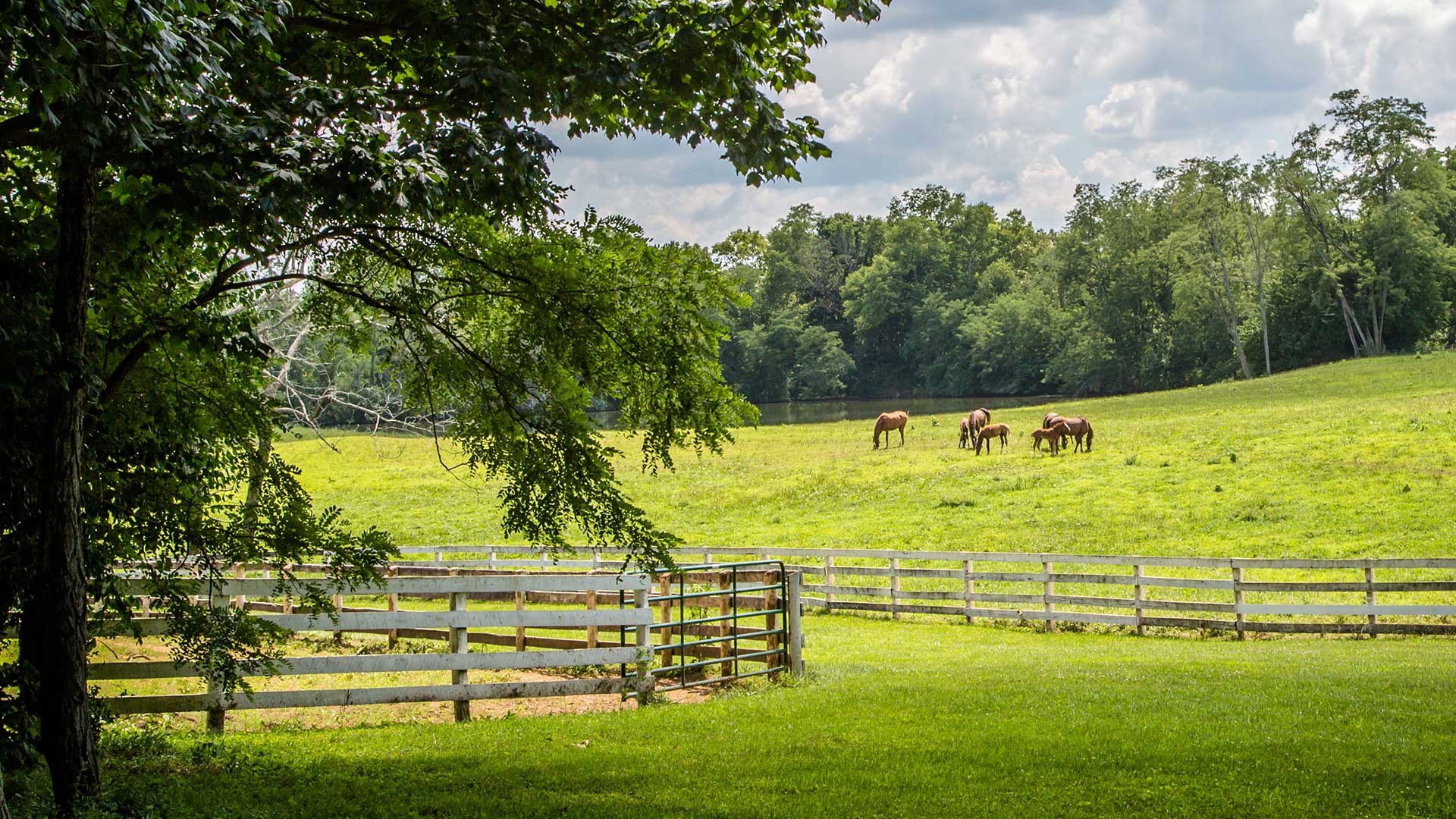 Horses in a pasture in Shelbyville, Kentucky