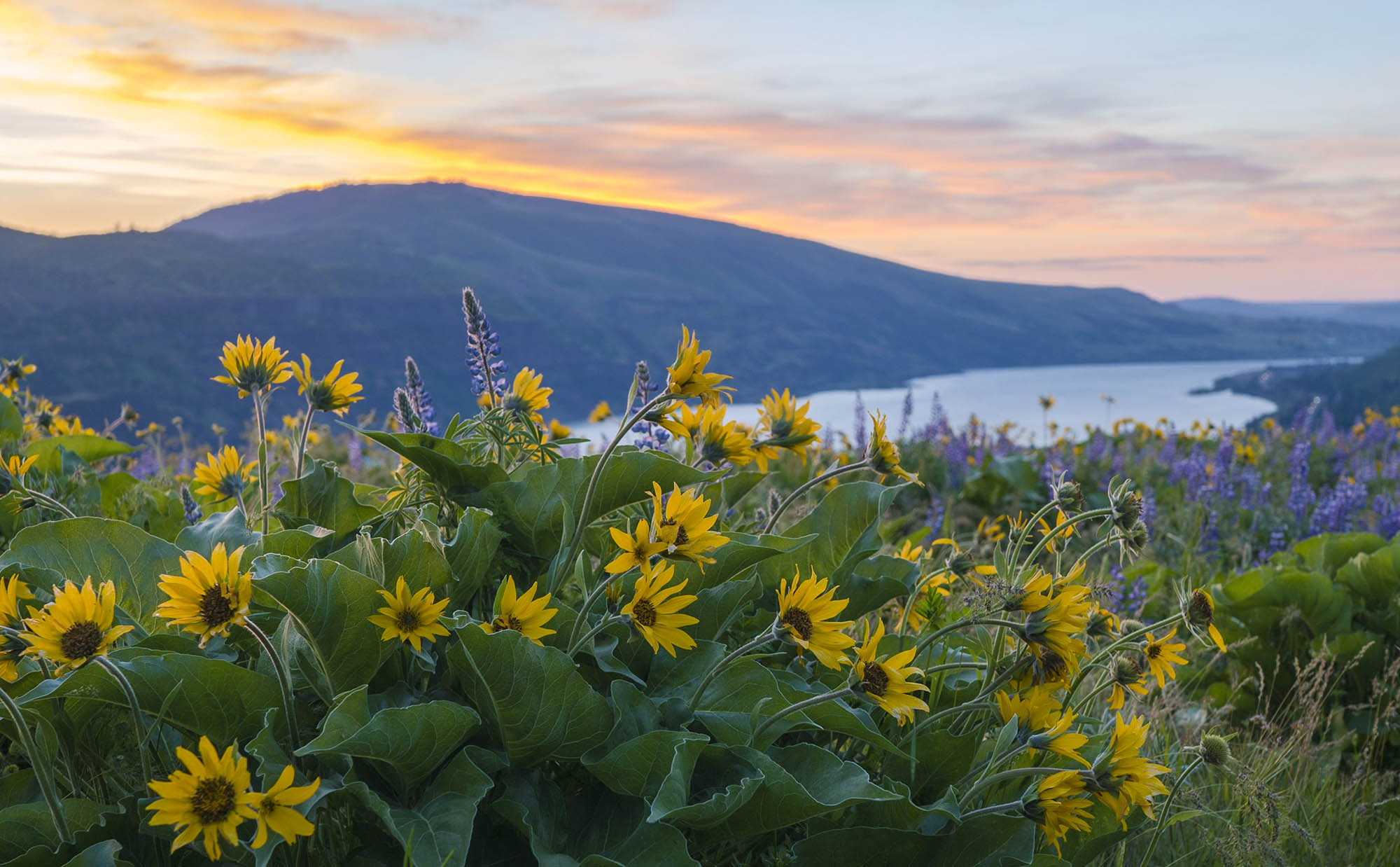 Wildflowers and Columbia River Gorge views from the Rowena Crest Overlook in Oregon’s Mt. Hood Territory; Credit: hood-gorge.com
