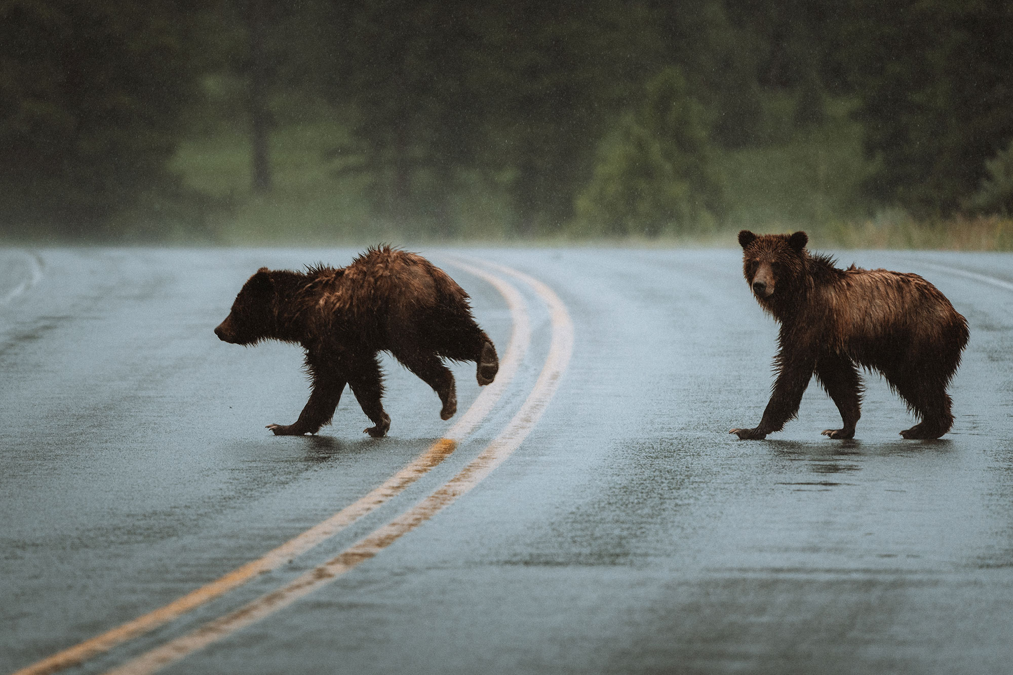 Bear cubs crossing a road on a rainy day in Yellowstone National Park in Wyoming