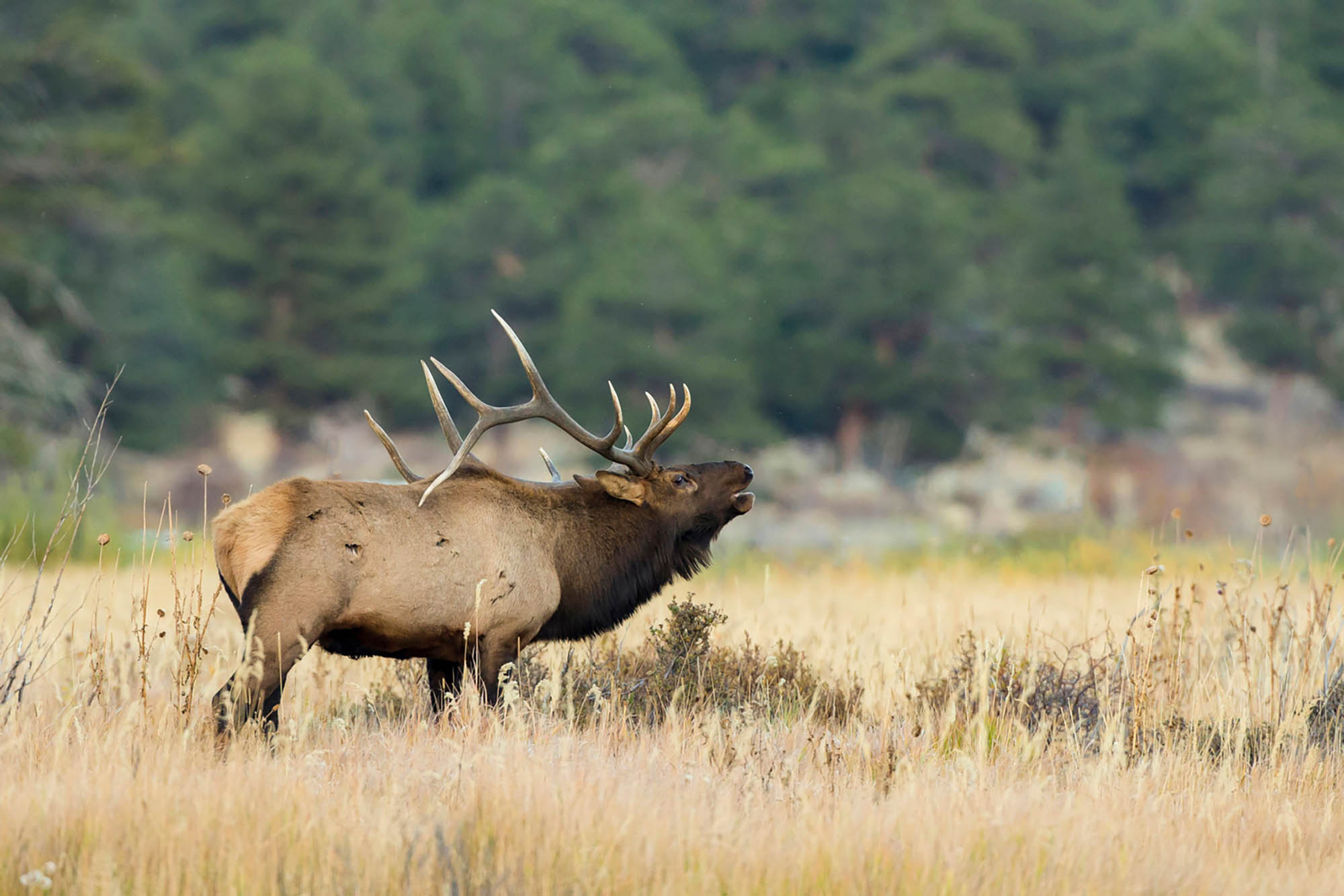 A wild elk in Converse County, Wyoming