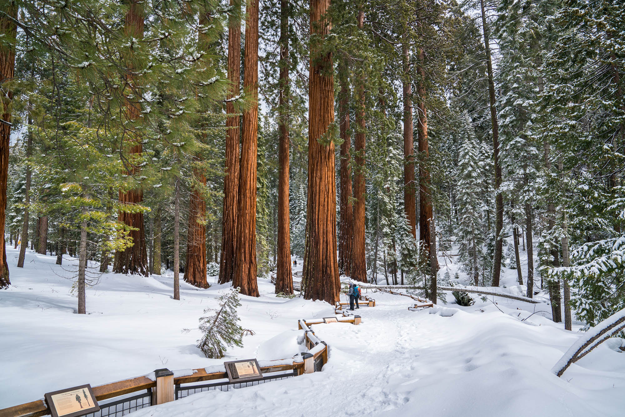 Snow shoeing in Mariposa Grove in Yosemite National Park near Oakhurst, California
